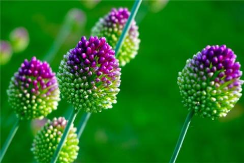 梦到了韭菜开花是什么兆头