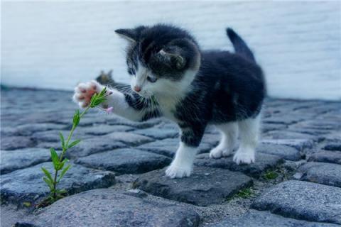 梦到了猫下小猫有什么寓意吗