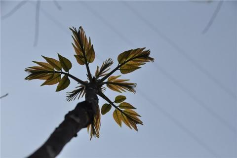 梦见椿芽代表什么
