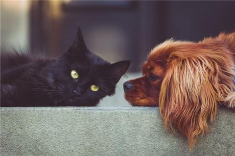 梦到了狗，猫是咋回事