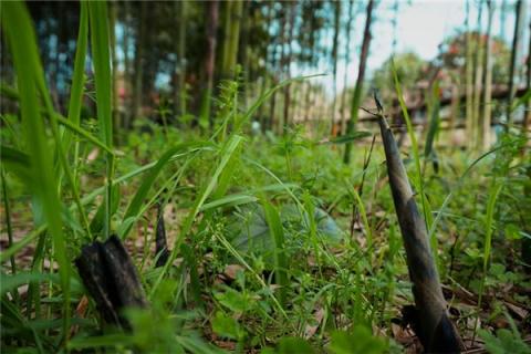 梦到扯笋子是什么征兆