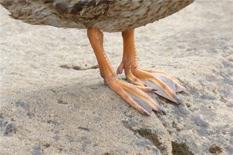 梦到了鸭掌预兆了什么吗