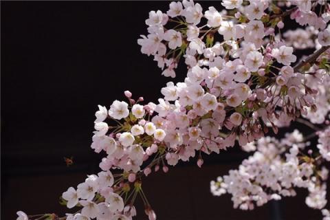 梦见老树开花好不好