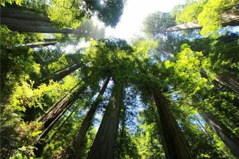 梦见苍天大树是什么预兆