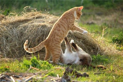 梦见猫和猫打架有什么意思吗