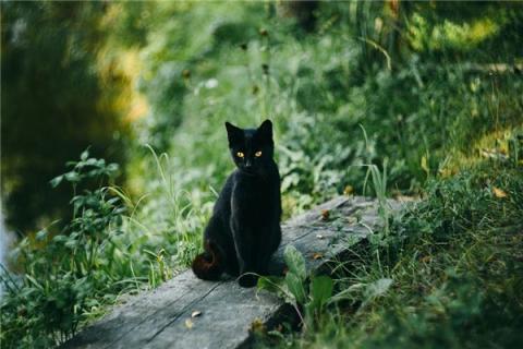 梦见打黑猫是凶兆还是吉兆