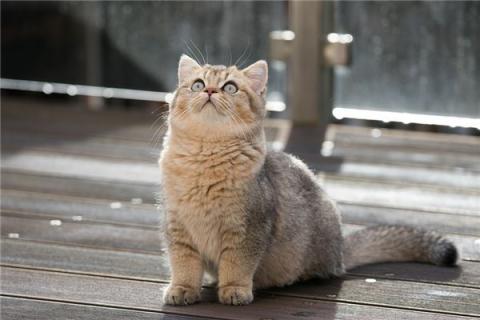 梦到了老虎吃猫有什么征兆
