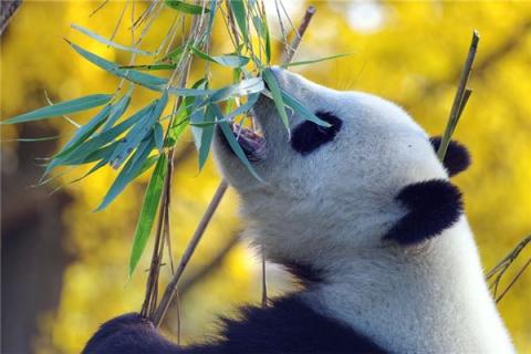 梦到了孕妇熊猫有什么意思