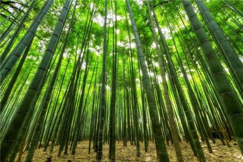 梦到小竹子是什么意思