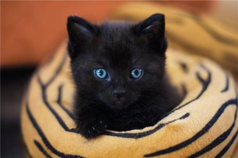 梦到了一群黑猫意味着什么