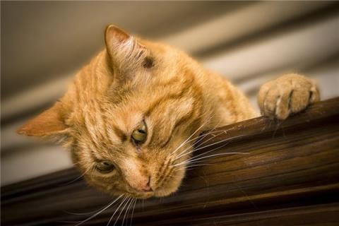 梦到了猫捉鱼是什么兆头