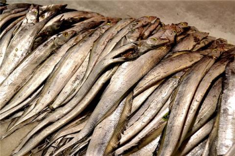 梦到带魚是什么预兆？