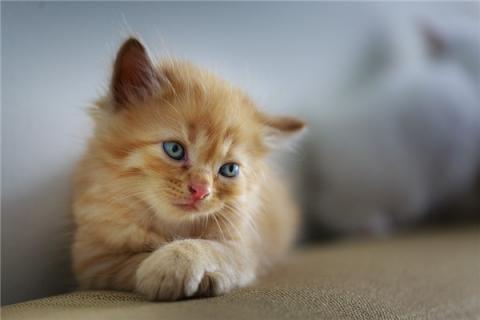 梦到了猫进被窝是咋回事