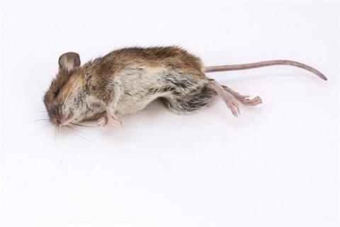 梦见吃死老鼠是啥预兆