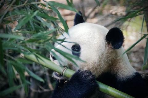 梦到了珍稀动物的预兆