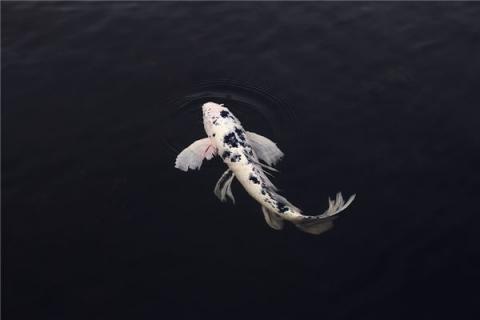 梦见鱼在水里跳有什么寓意吗