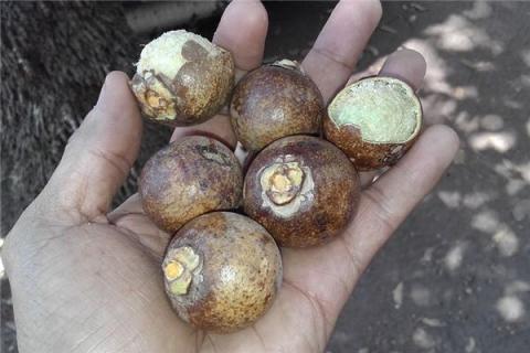 梦到了挖荸荠有什么寓意吗