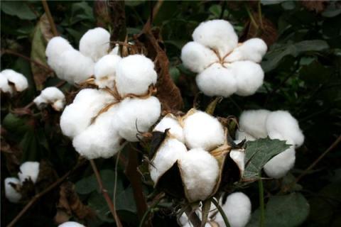 梦到了棉花开花有什么说法