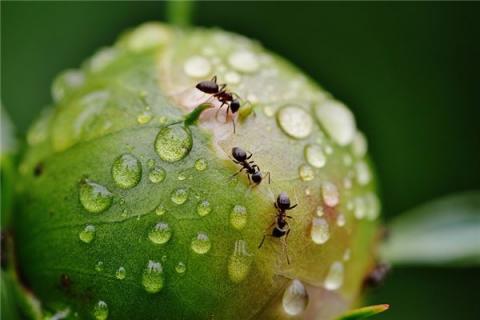 梦到了许多蚂蚁是凶兆还是吉兆