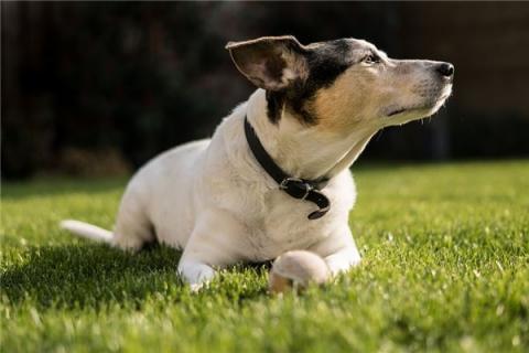 梦到了哮天犬是什么意思