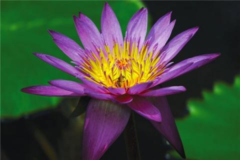 梦到了孕妇花开会是什么预兆