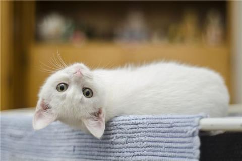 梦见撞死猫有什么意义吗