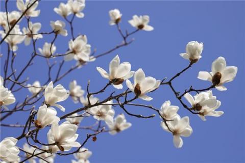 梦见玉兰花开预示什么