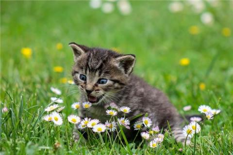 梦见蛇变猫会怎么样
