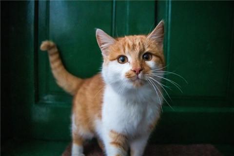 梦到与猫打架是好的征兆吗