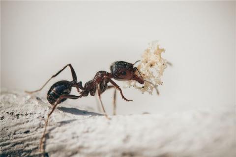 梦见烧死蚂蚁有什么意思吗
