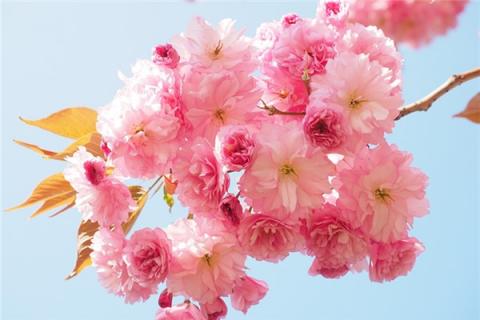 梦见花折断会是什么预兆