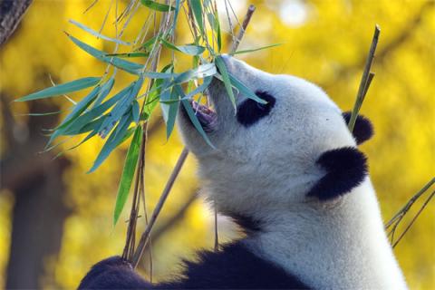 梦到了熊猫宝宝什么预兆