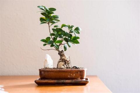 梦到买盆景代表什么