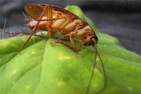 梦见杀死蟑螂怎么样