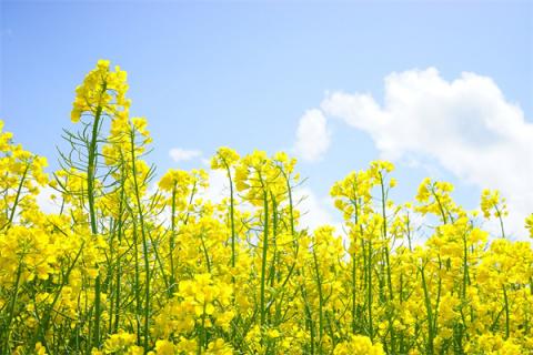 梦到油莱花有什么预兆