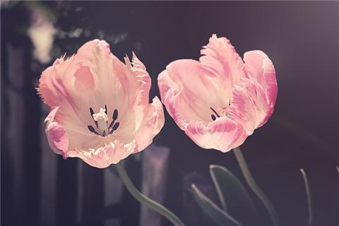 梦到花败是什么预兆
