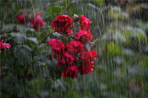 梦见天下大雨意味什么