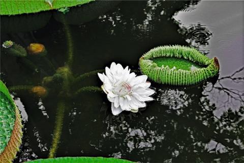 梦到了马莲花是凶兆还是吉兆