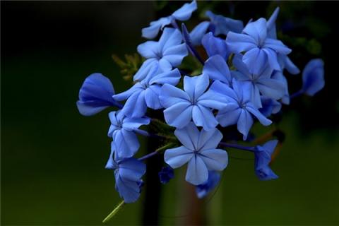 梦见花开花是好的征兆吗