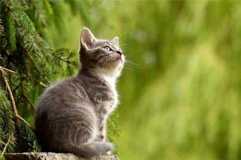 梦到猫来例假是不是好的征兆呢
