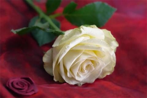 梦见白玫瑰花是什么征兆