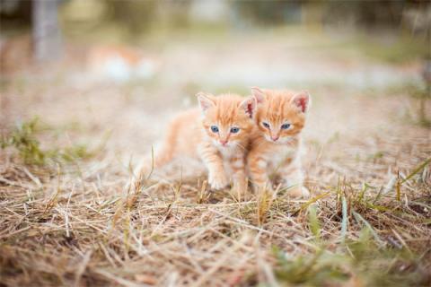 梦到小猫受伤是好事还是坏事