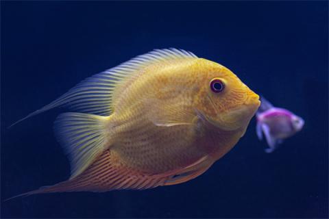 梦到了特大鱼什么寓意