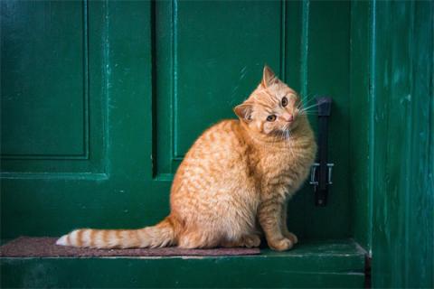 梦见猫被火烧会是什么预兆